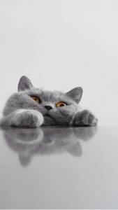 12508752_1753844171504208_1551334997729788542_n